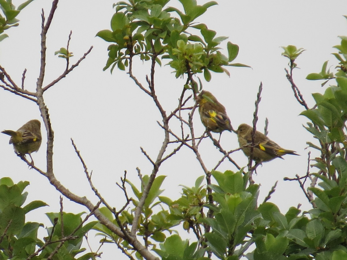 Oriental Greenfinch - ML256178961