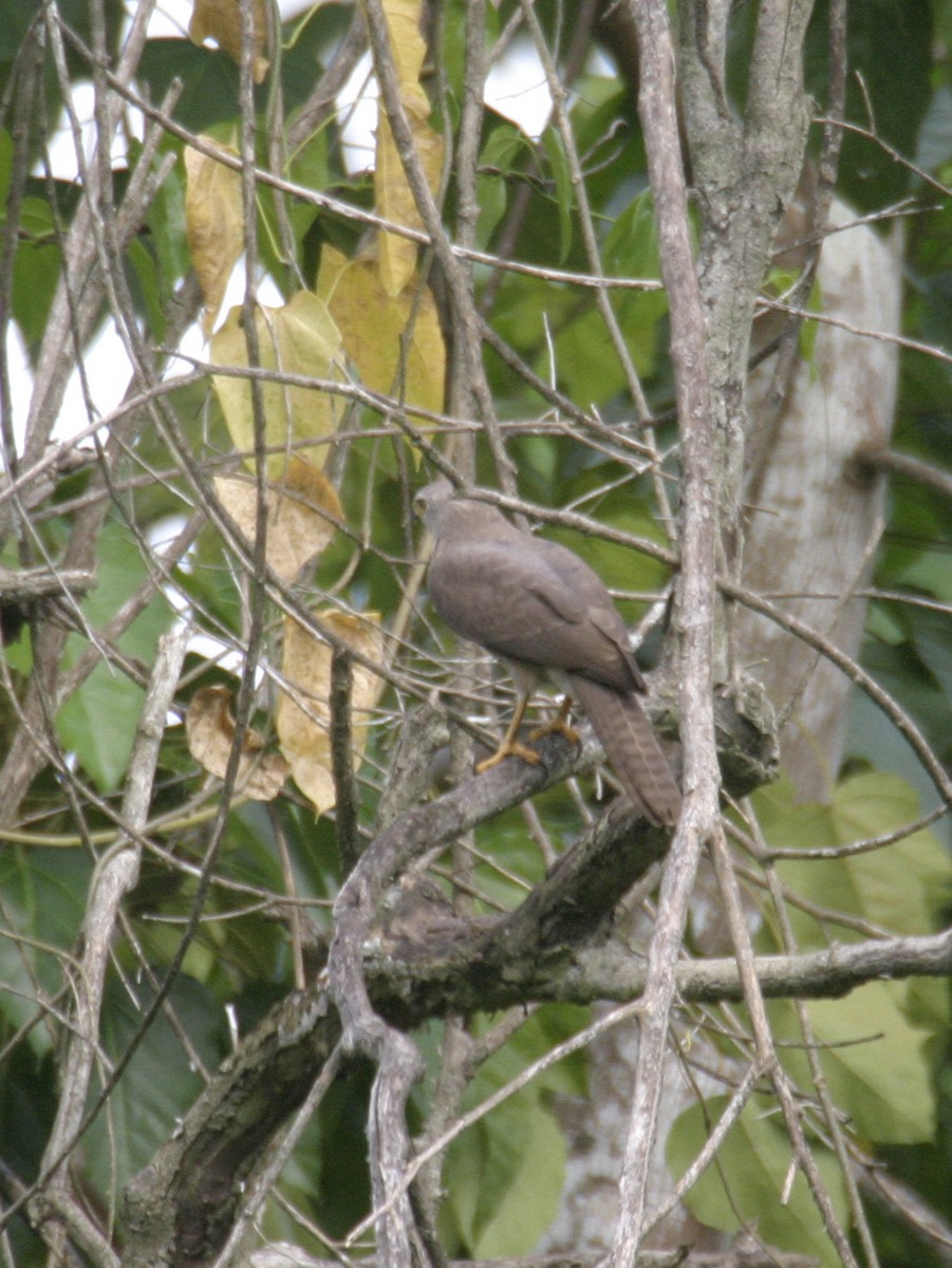 Variable Goshawk - ML256179761