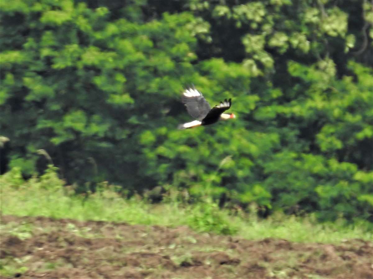 Crested Caracara (Northern) - ML256180921