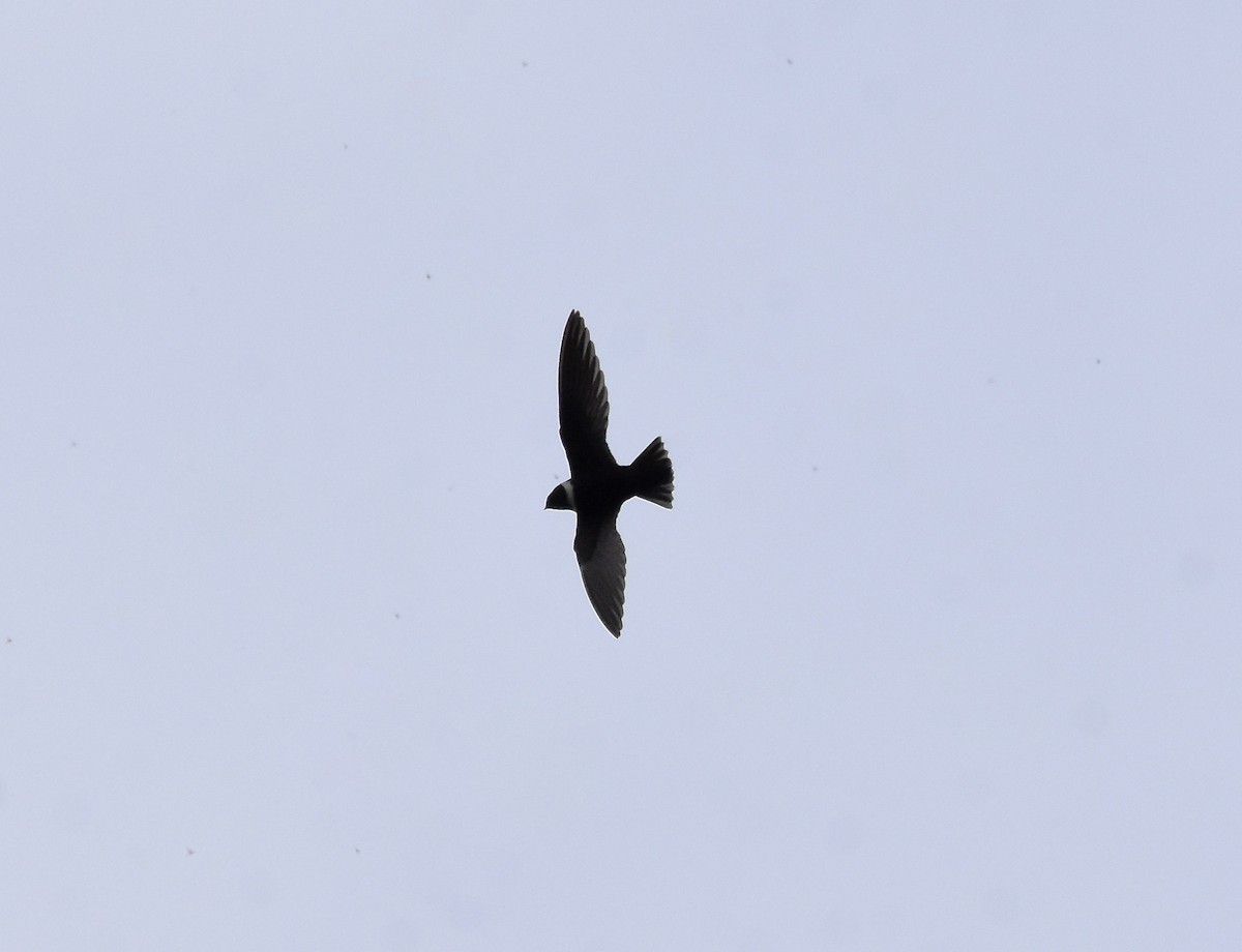 White-collared Swift - ML256181071