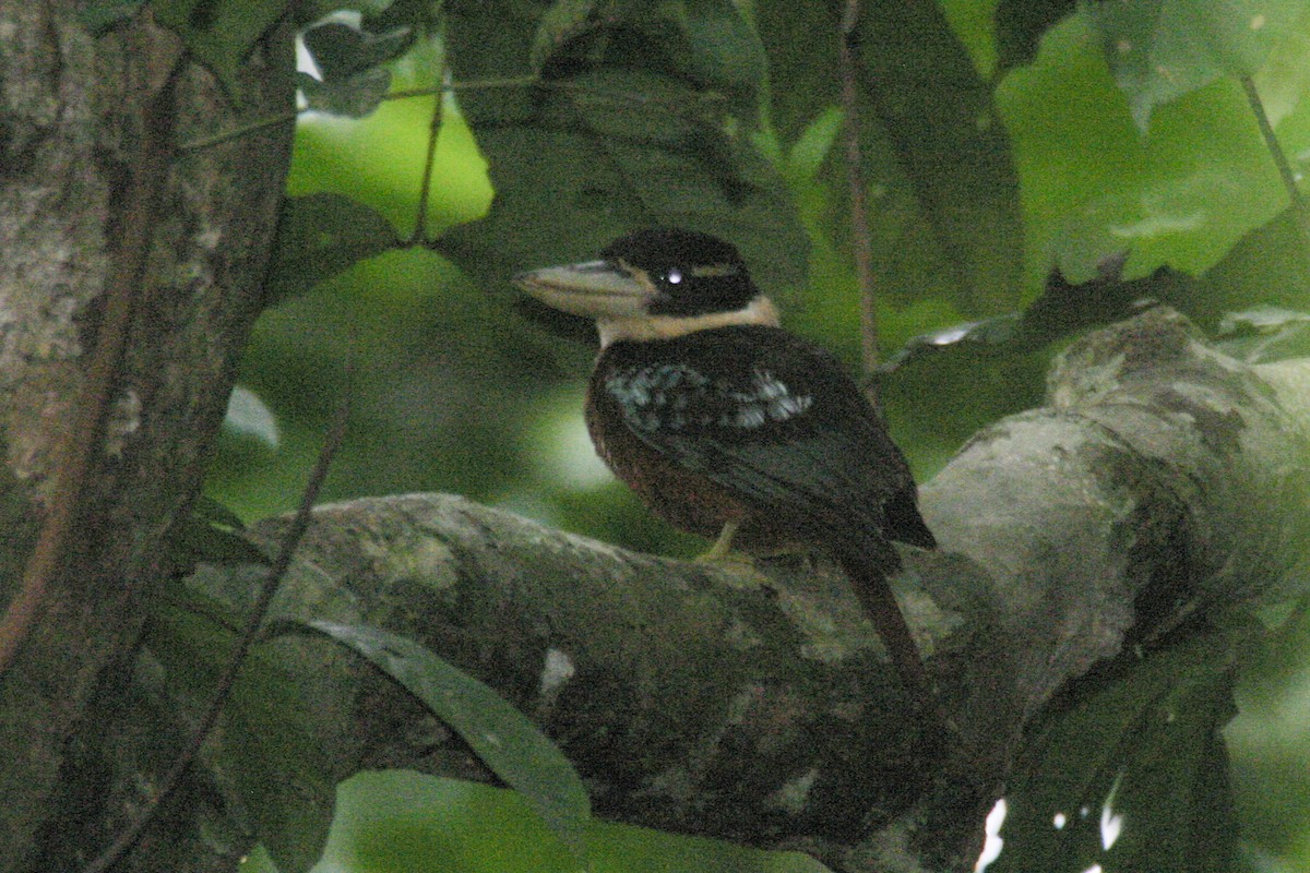 Rufous-bellied Kookaburra - ML256181091