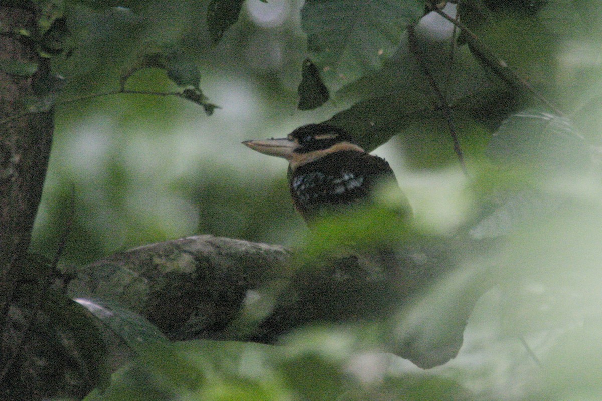 Rufous-bellied Kookaburra - ML256181101