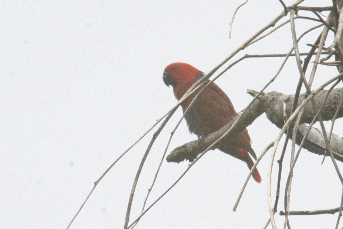 Papuan Eclectus - ML256181151