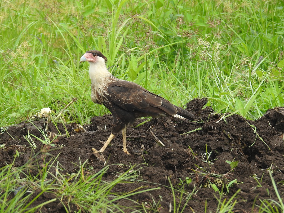 Crested Caracara (Northern) - Heidi Pasch de Viteri