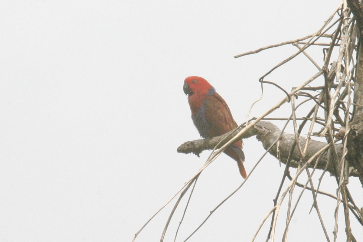 Papuan Eclectus - ML256181171