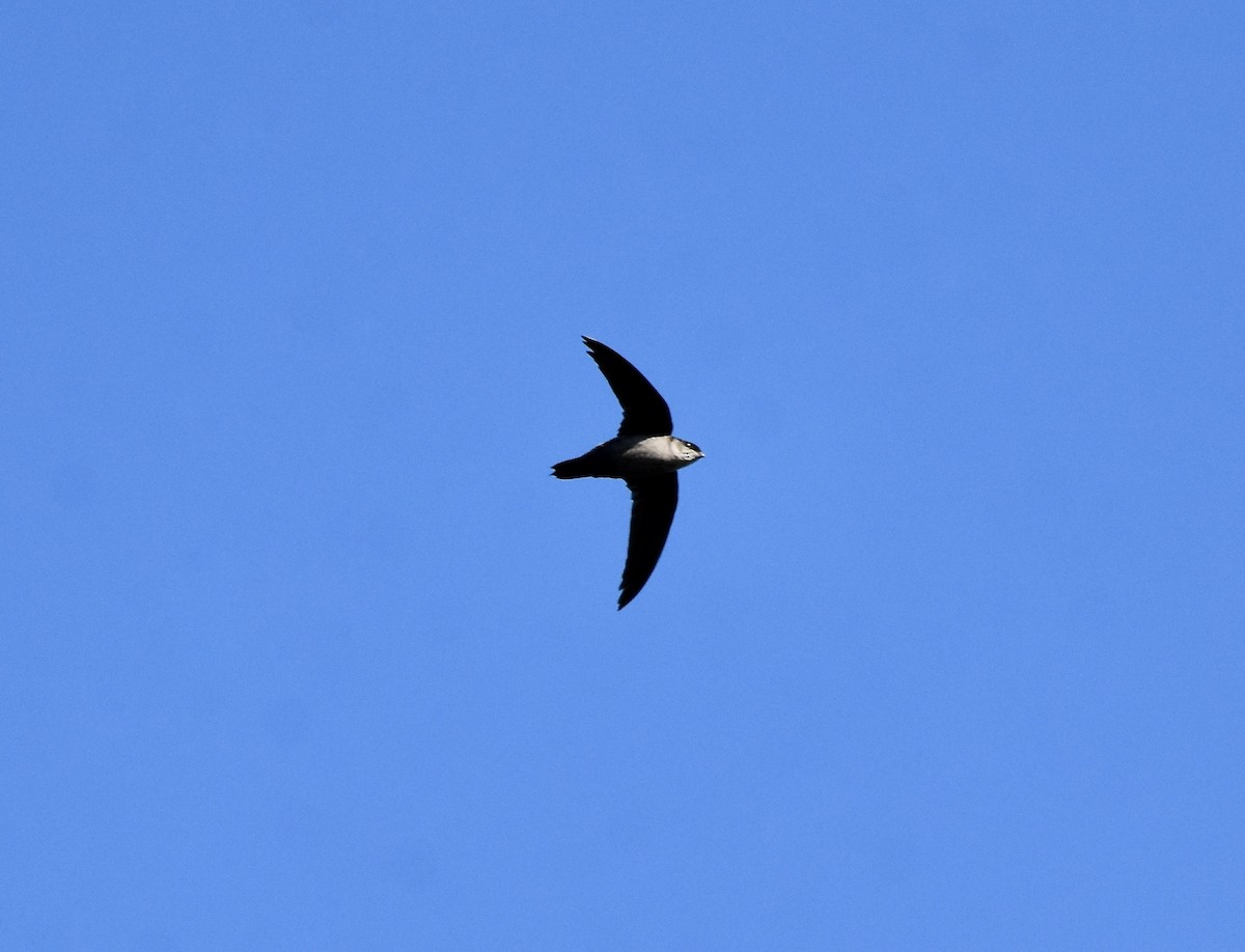 Gray-rumped Swift - ML256181611