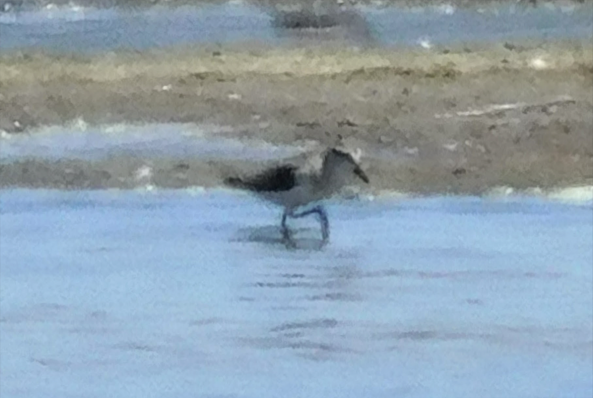 Semipalmated Sandpiper - Rajan Rao