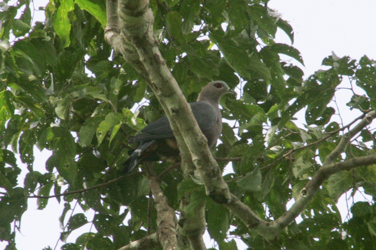 Pinon's Imperial-Pigeon - ML256182051