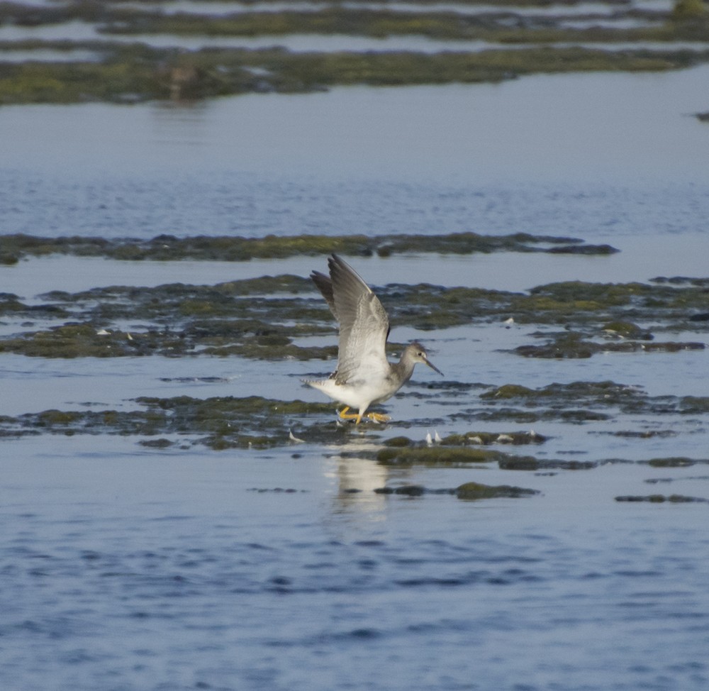 Lesser Yellowlegs - ML256183461