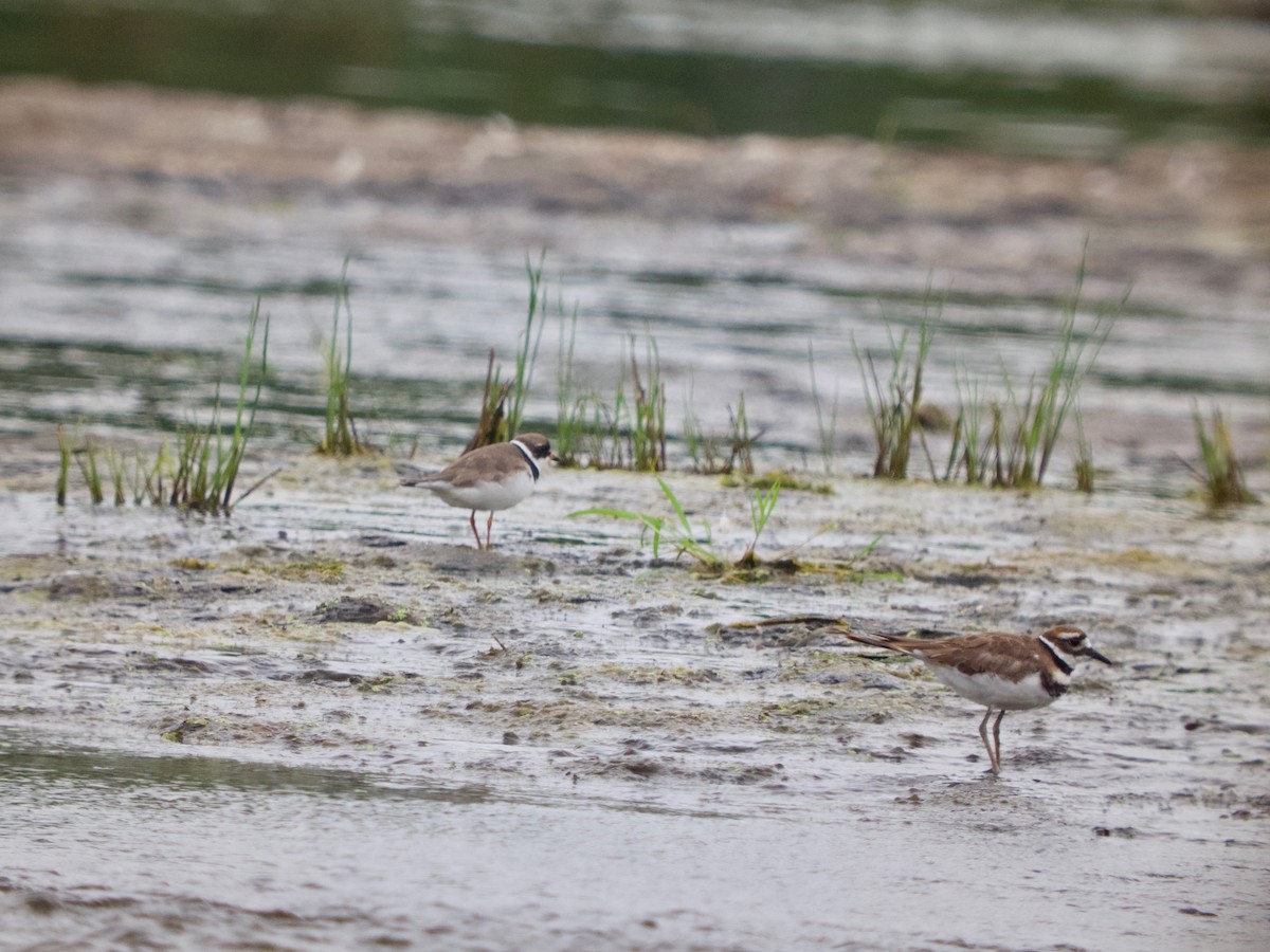Semipalmated Plover - ML256183591