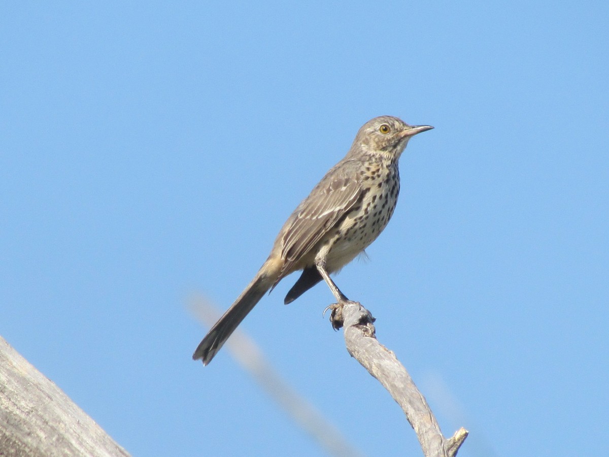 Sage Thrasher - ML256183731
