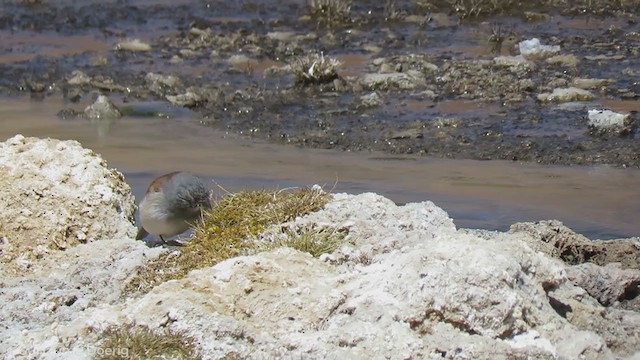 Red-backed Sierra Finch - ML256184721