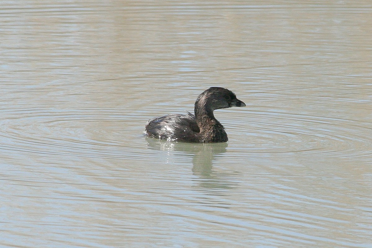 Pied-billed Grebe - Graham Smith