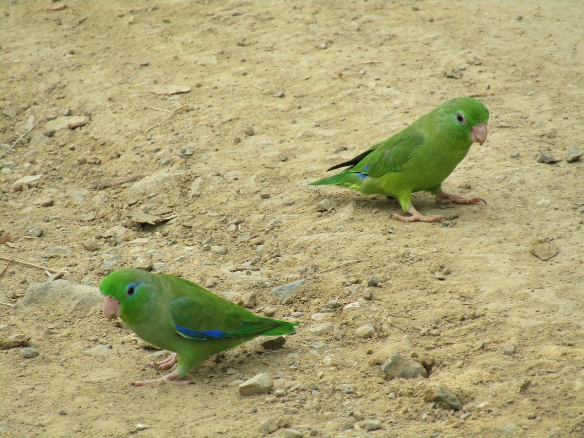 Spectacled Parrotlet - Martín Gómez