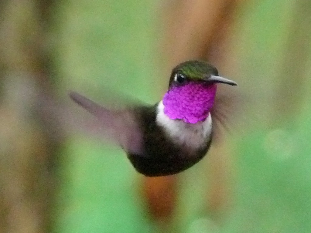 Purple-throated Woodstar - David Sidle