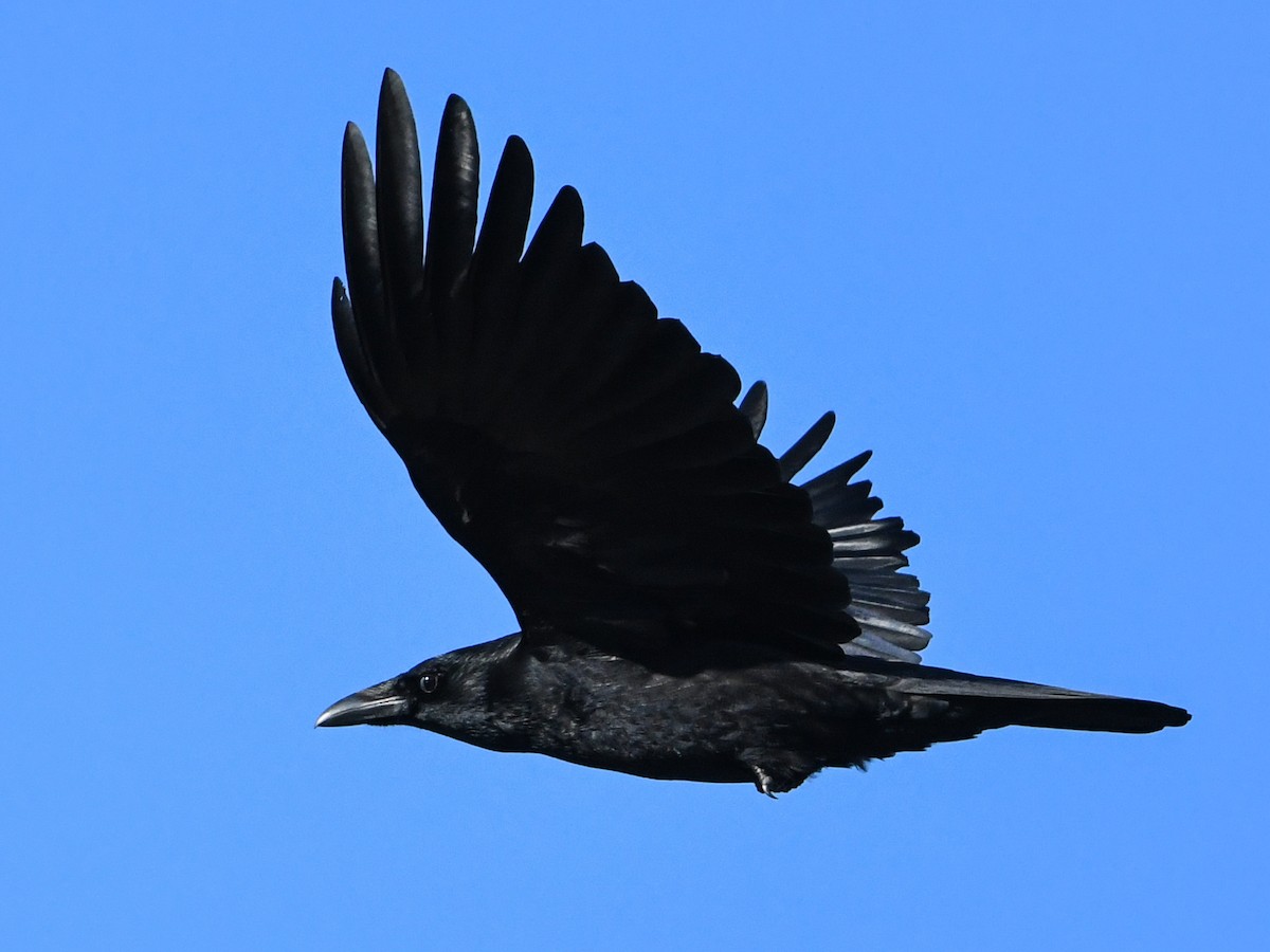 Carrion Crow