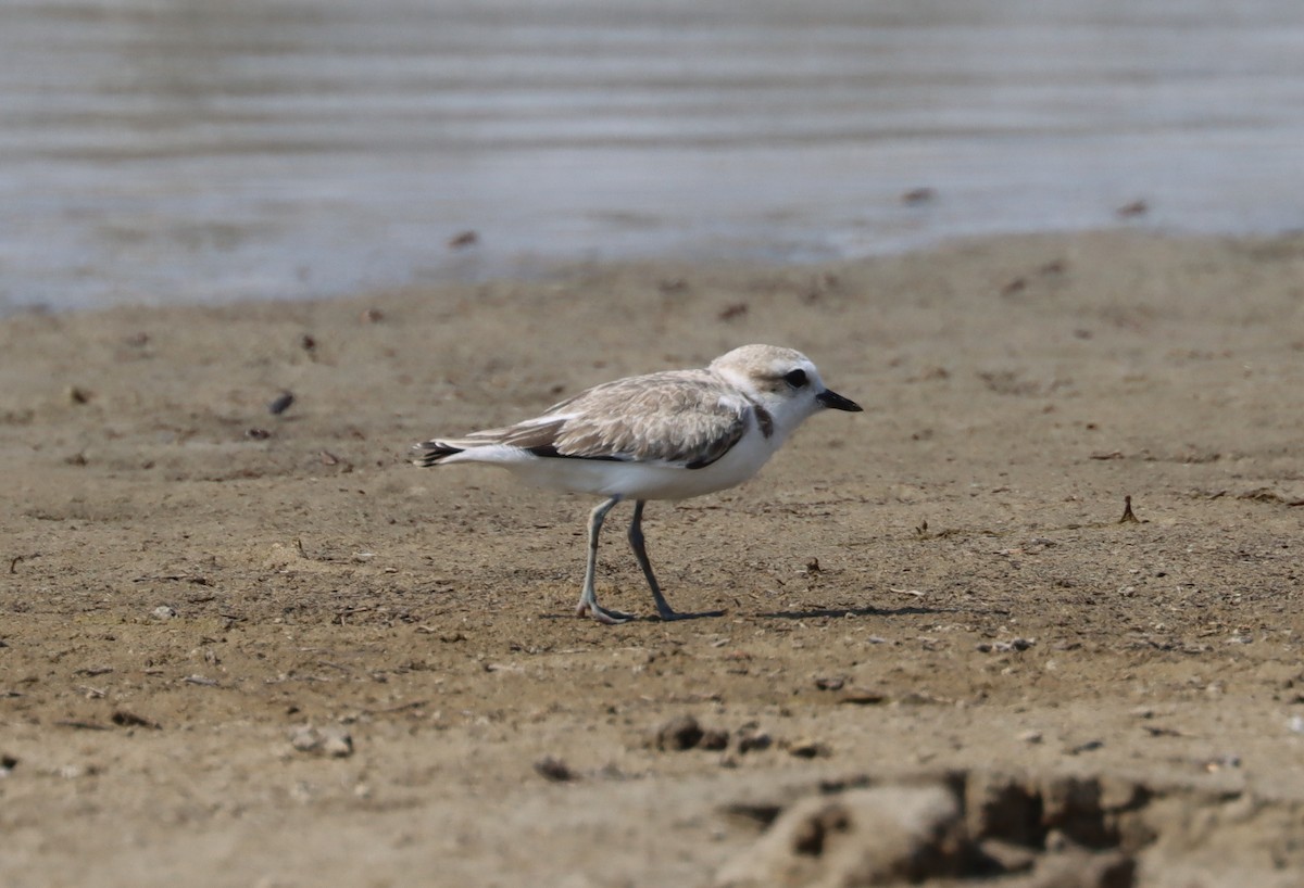 Snowy Plover - ML256187131