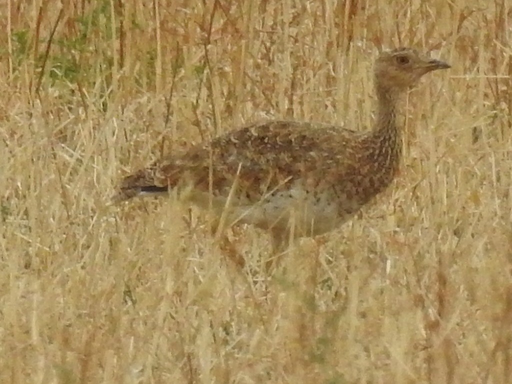 Little Bustard - ML256187171