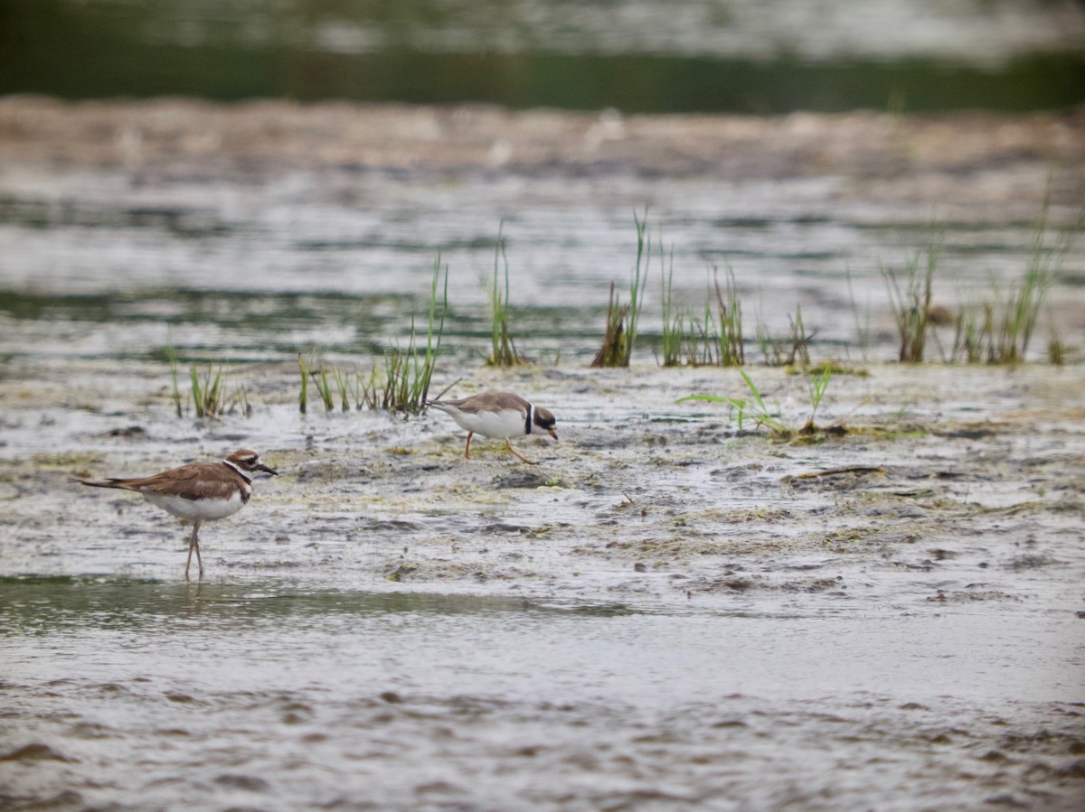 Semipalmated Plover - ML256187351