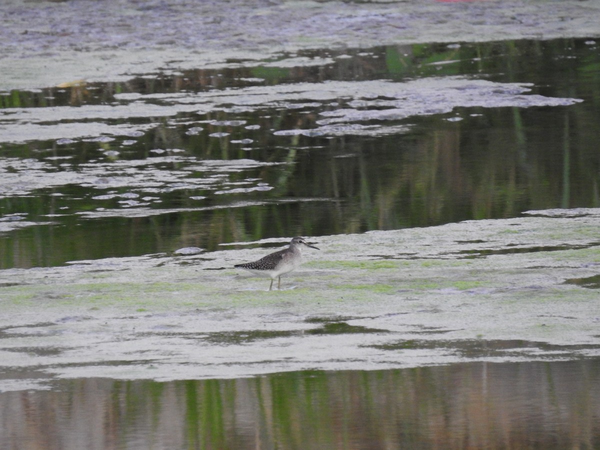Wood Sandpiper - ML256188061