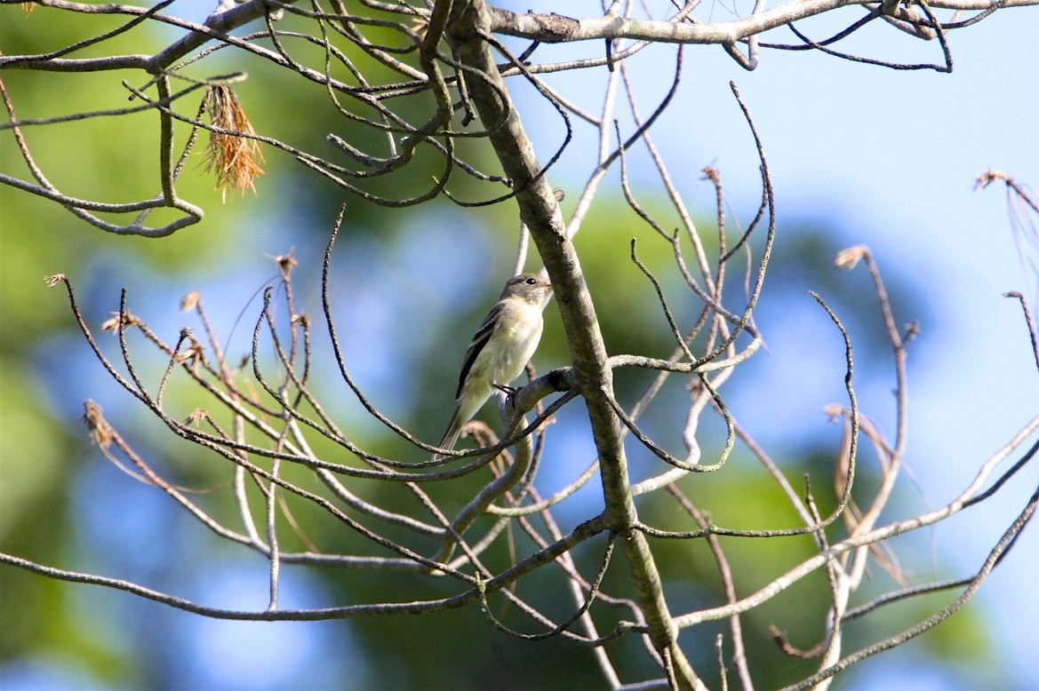 Buchenschnäppertyrann - ML256188361