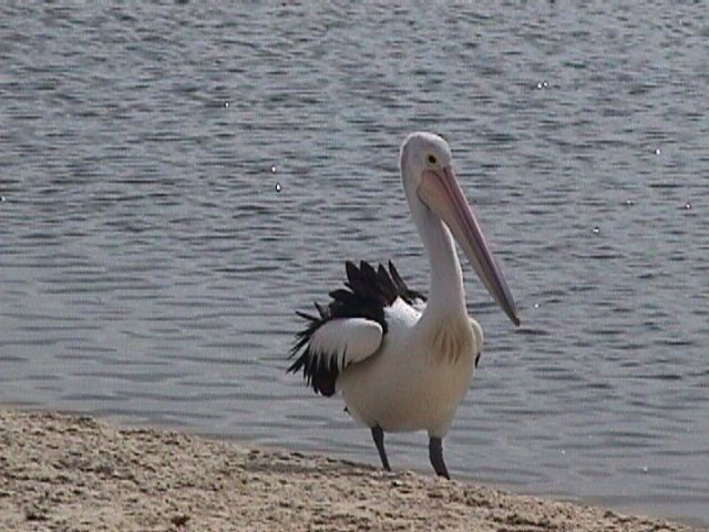 Australian Pelican - ML256188971