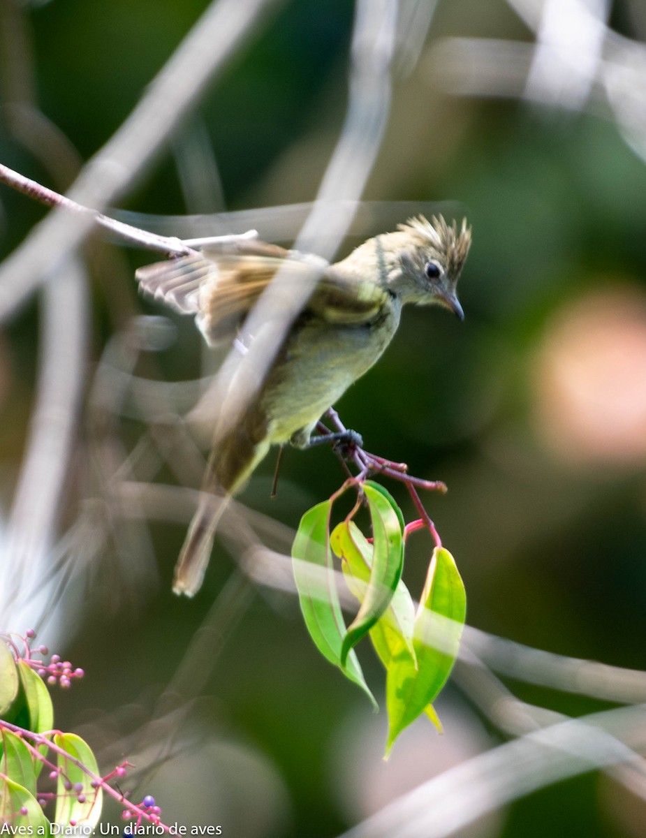 Yellow-bellied Elaenia - ML256189721