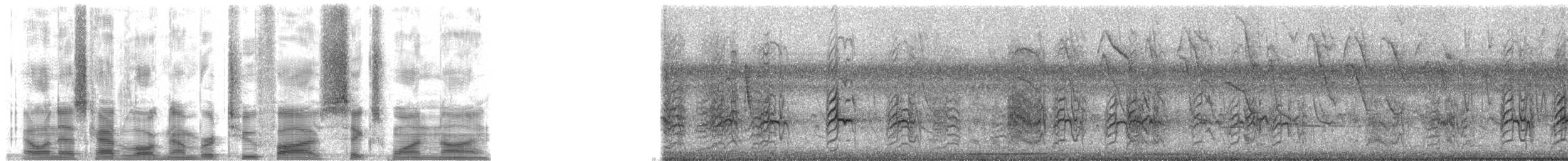 Braunwangensittich (ocularis) - ML25619