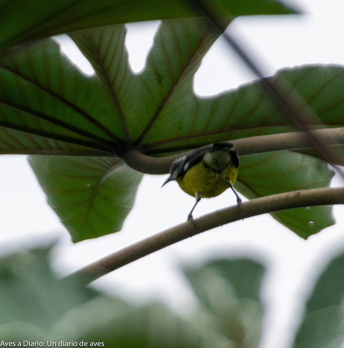 Bananaquit - Esteban Ortiz