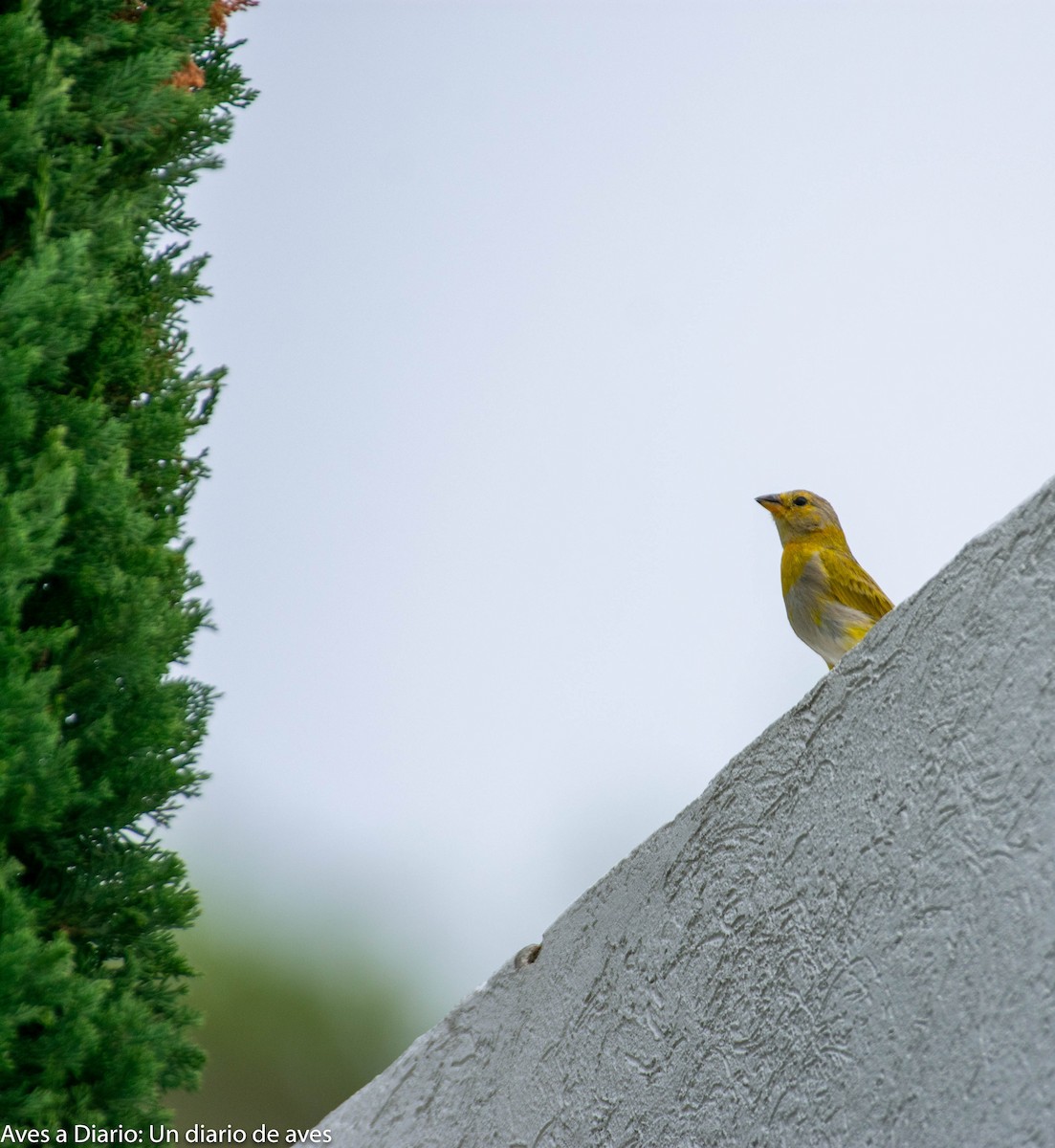 Saffron Finch - Esteban Ortiz