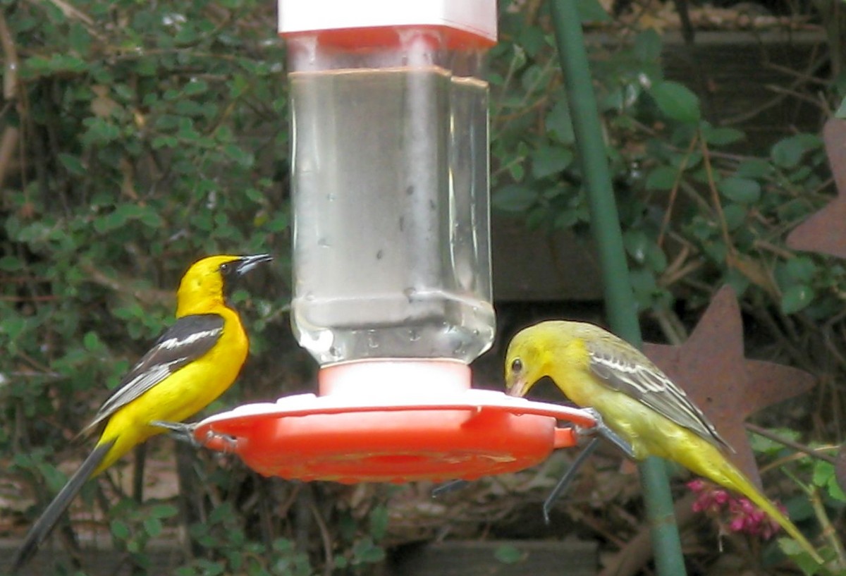 Hooded Oriole - ML256190211