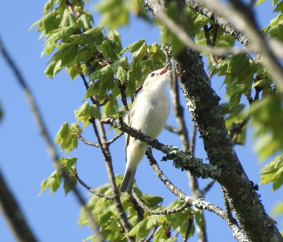 Warbling Vireo - ML256193541