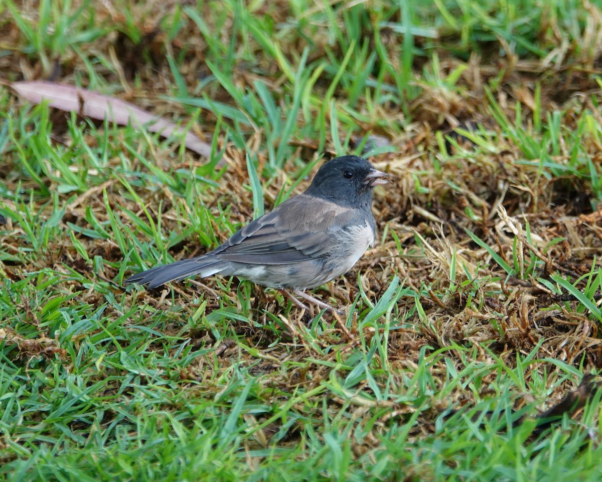 Dark-eyed Junco - ML256194221