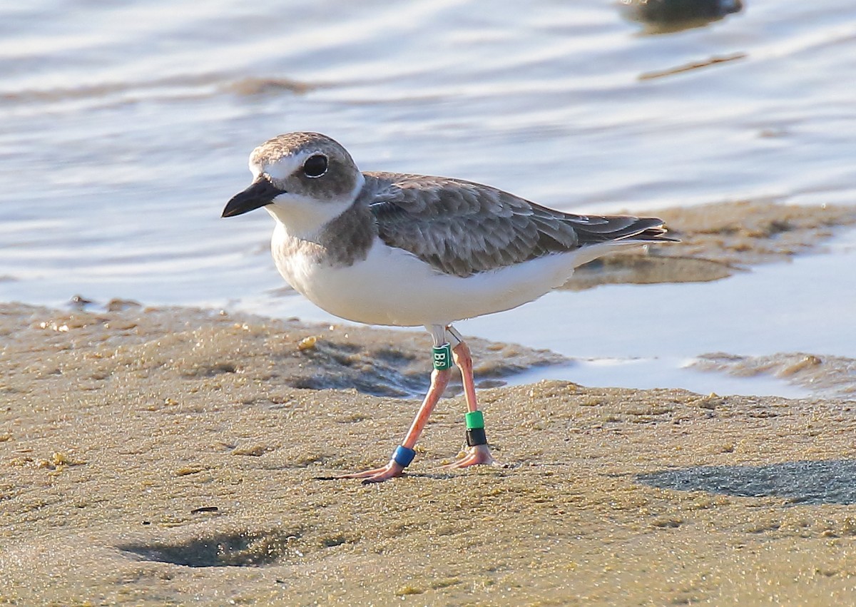 Wilson's Plover - Doug Beach