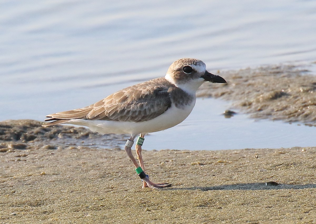 Wilson's Plover - Doug Beach