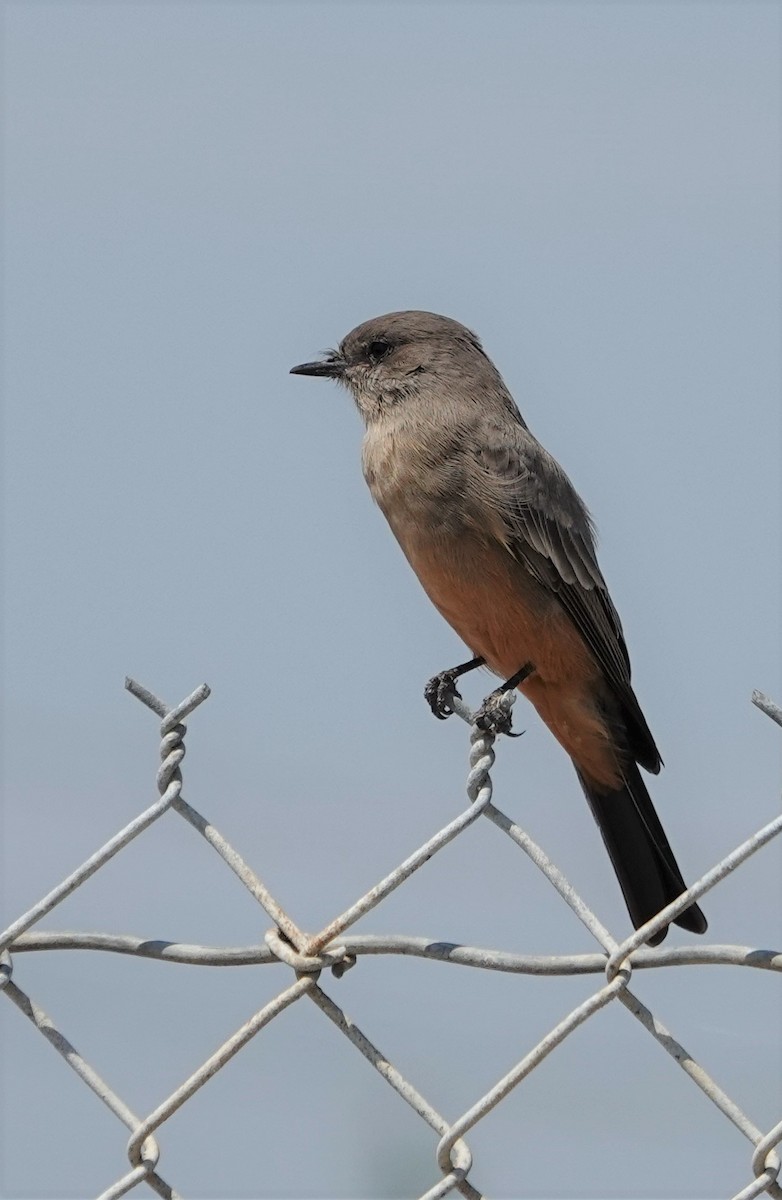 Say's Phoebe - ML256195571