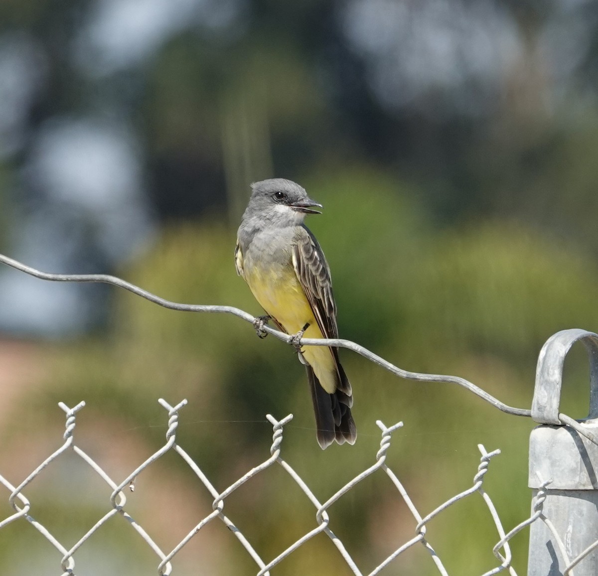 Cassin's Kingbird - ML256195761