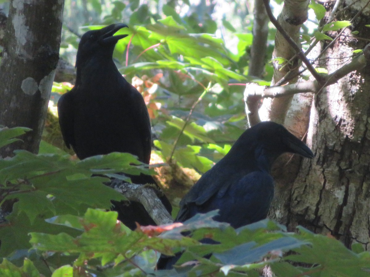 Common Raven - ML256195771