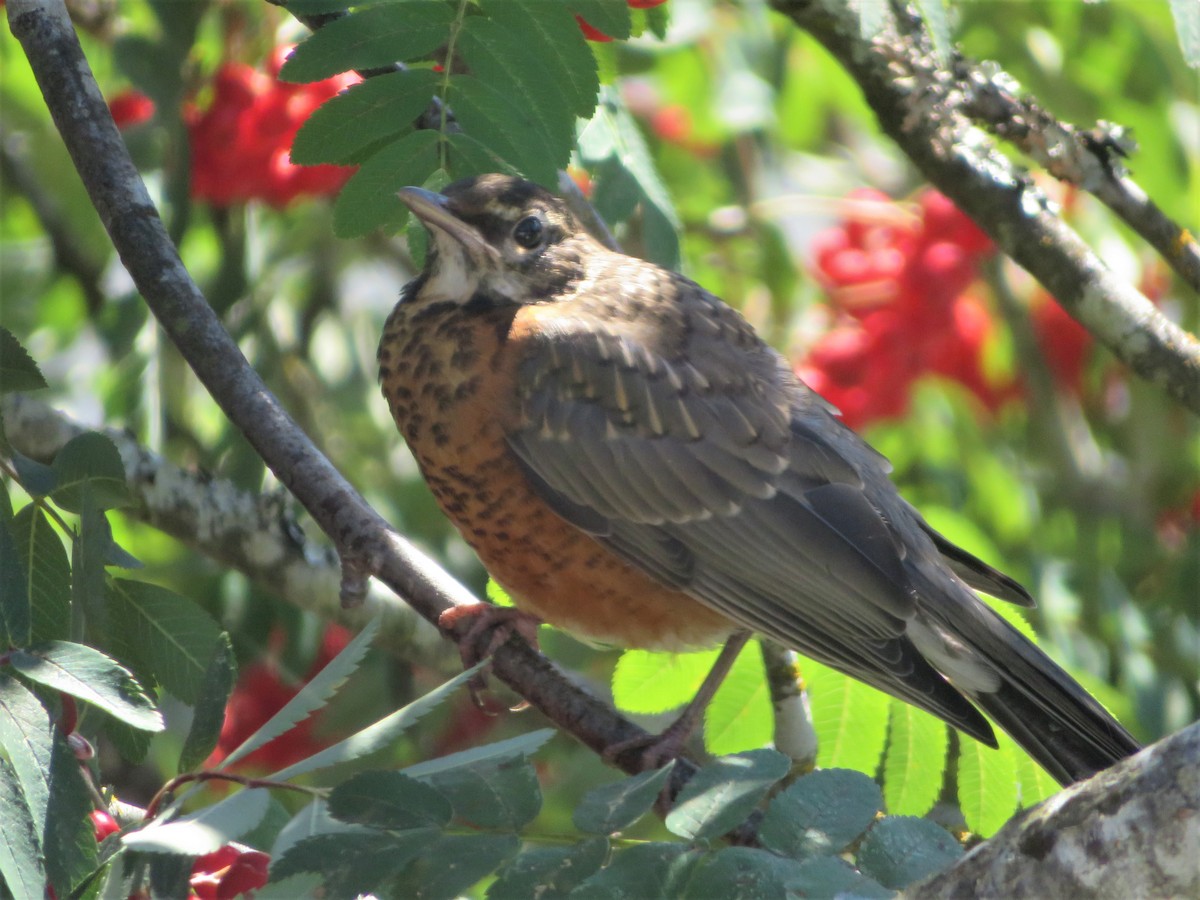 American Robin - ML256197631