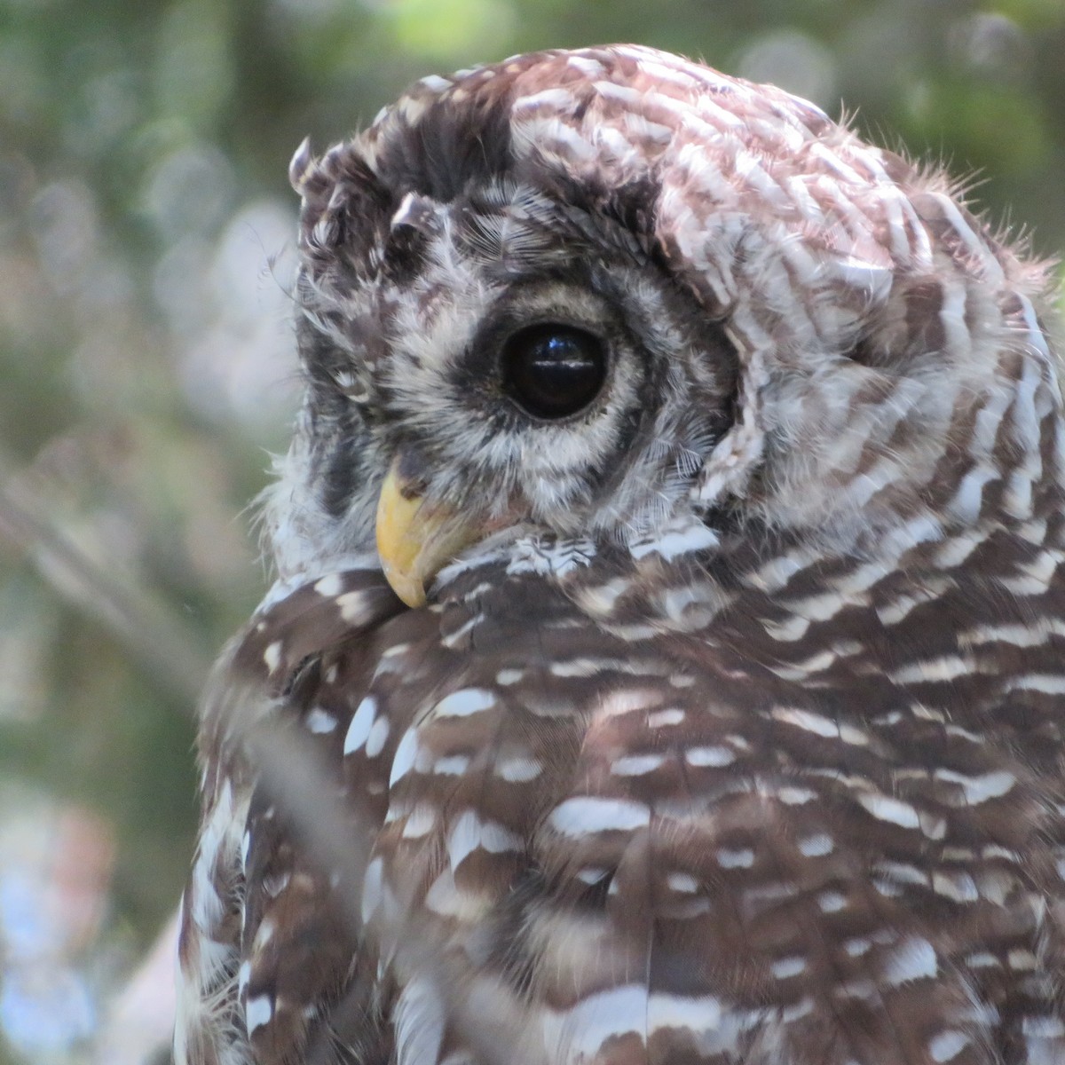 Barred Owl - Heidi Greene