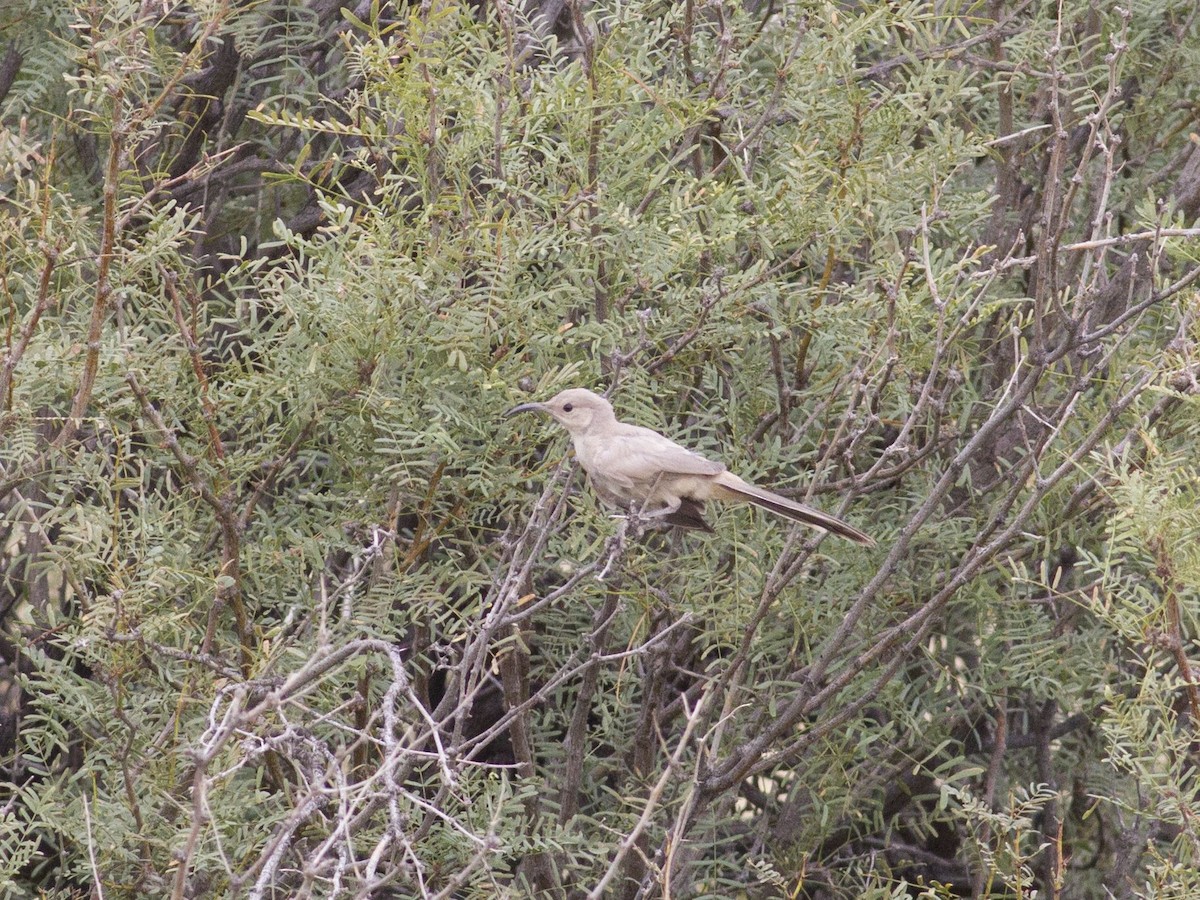 LeConte's Thrasher - Gary Nunn