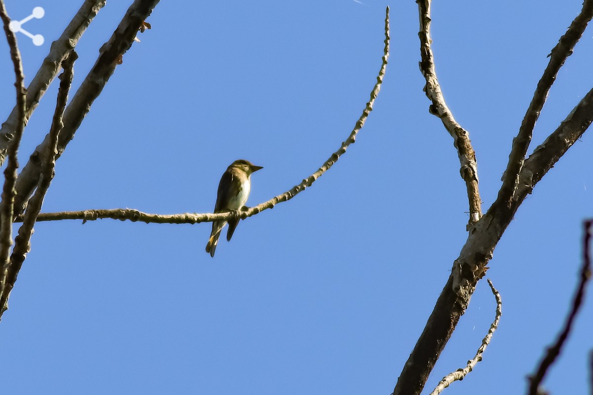 Olive-sided Flycatcher - ML256201481