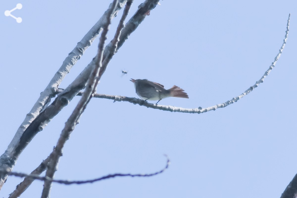 Olive-sided Flycatcher - ML256201521