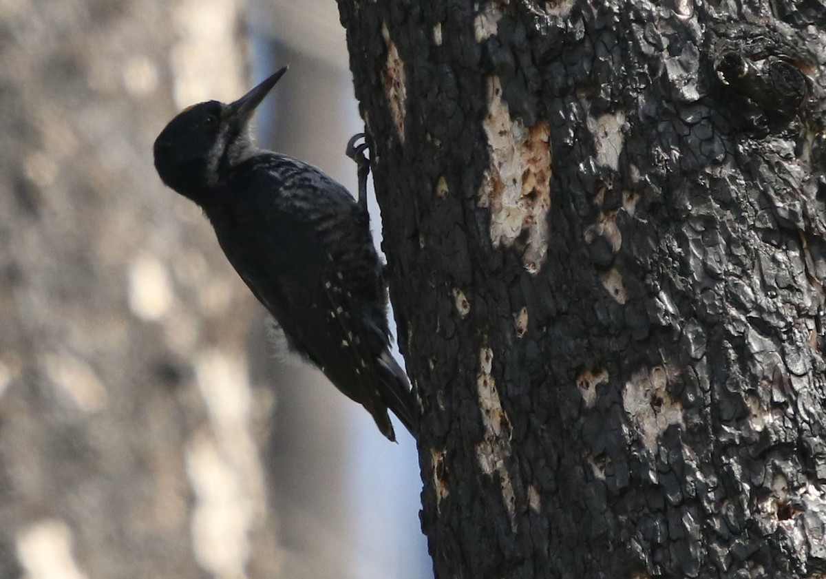 Black-backed Woodpecker - Tom Forwood JR