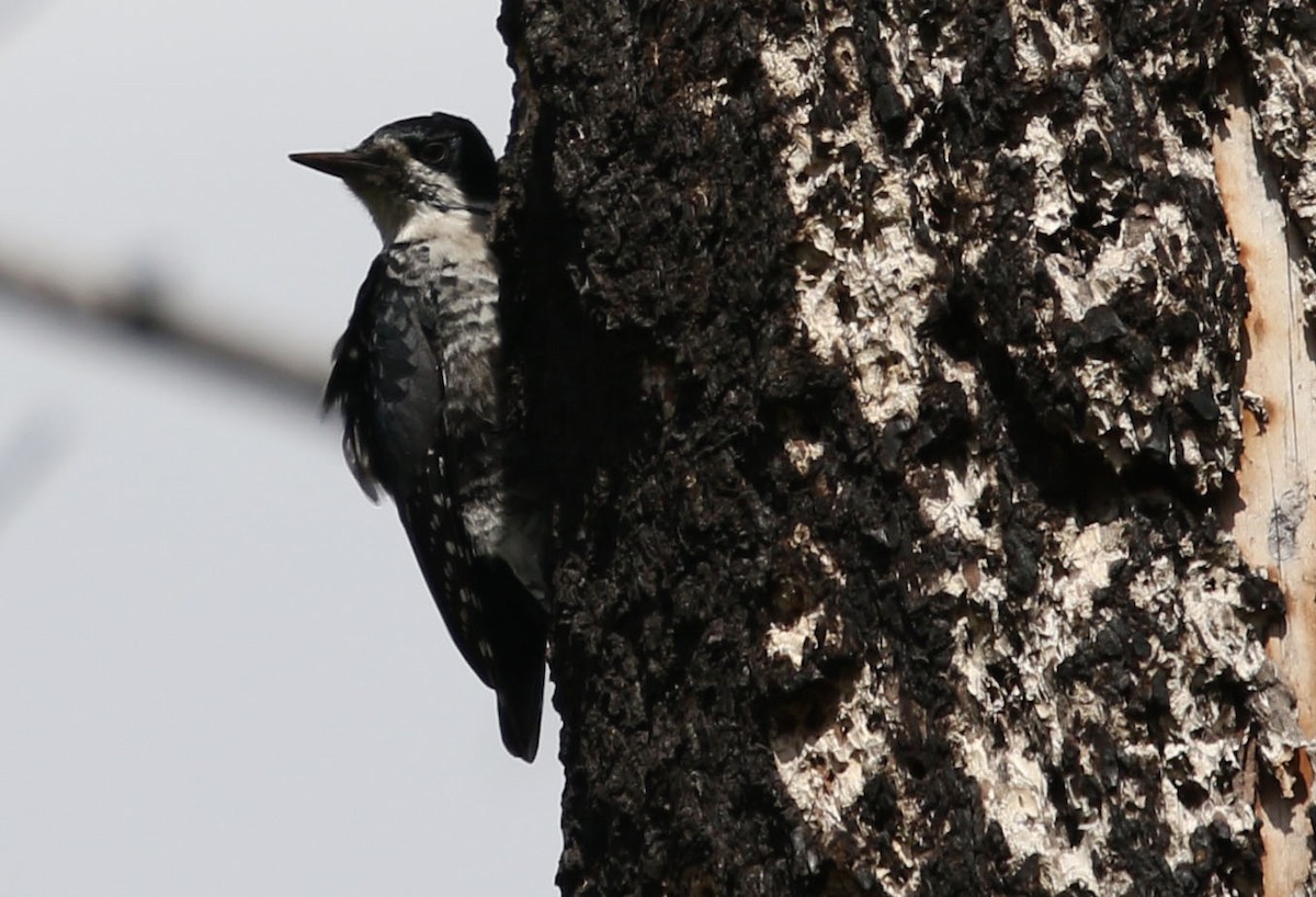 Black-backed Woodpecker - Tom Forwood JR