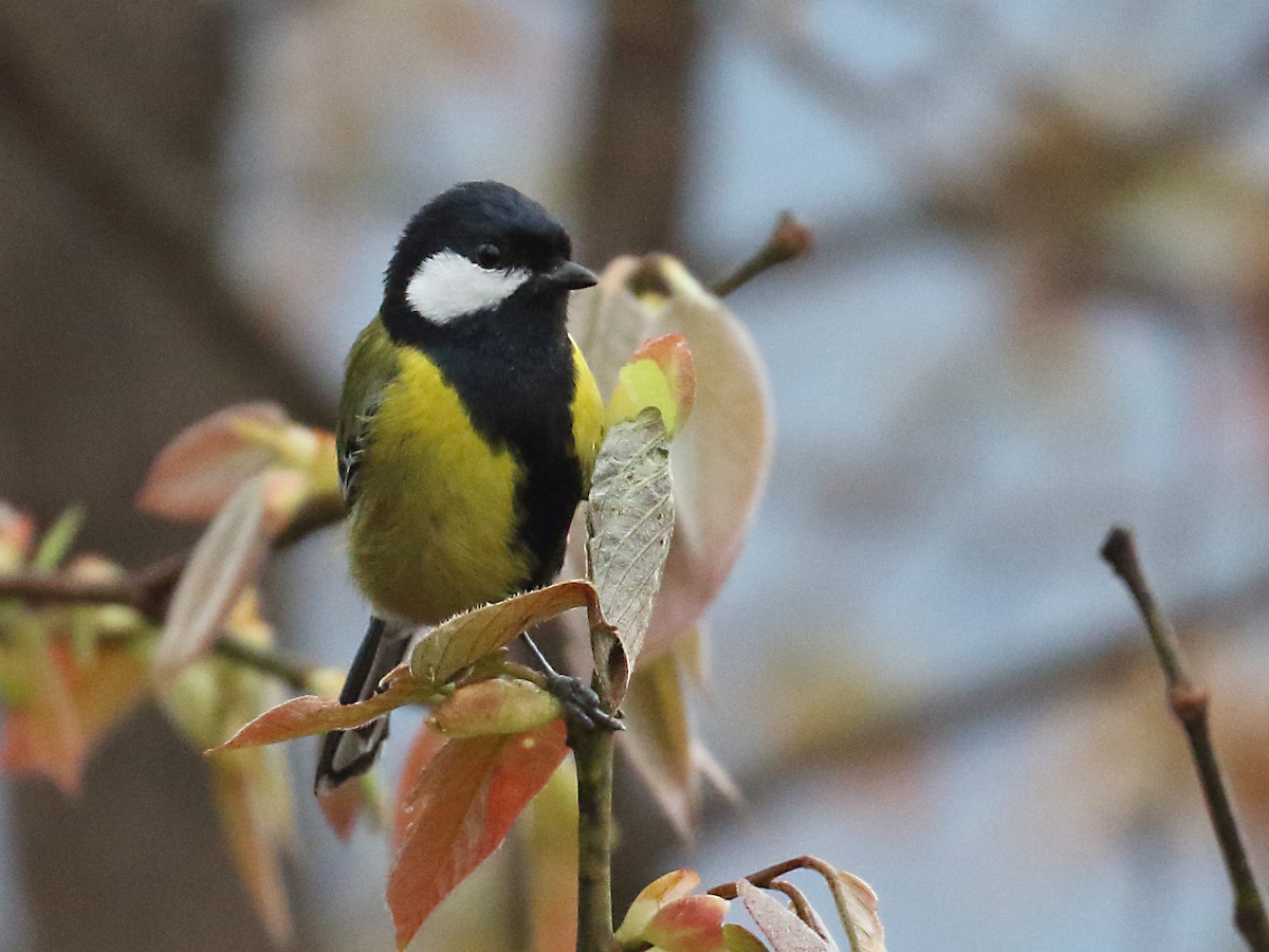 Green-backed Tit - ML256202571