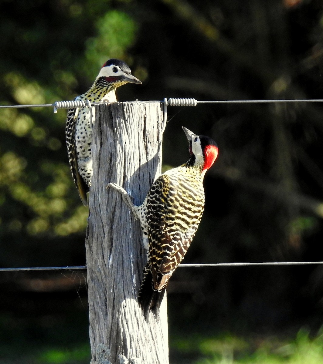 Green-barred Woodpecker - ML256202931