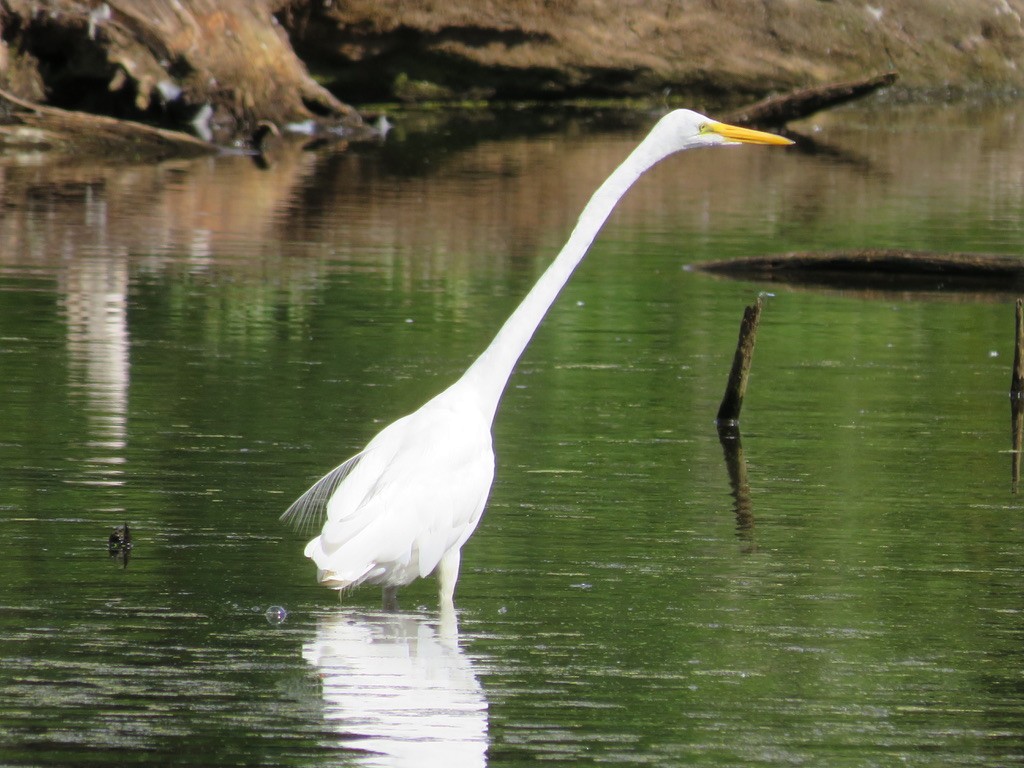 Great Egret - Bart Williams