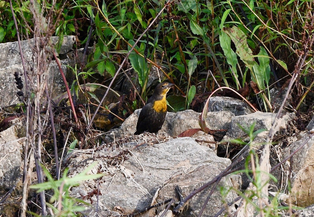 Yellow-headed Blackbird - ML256204721
