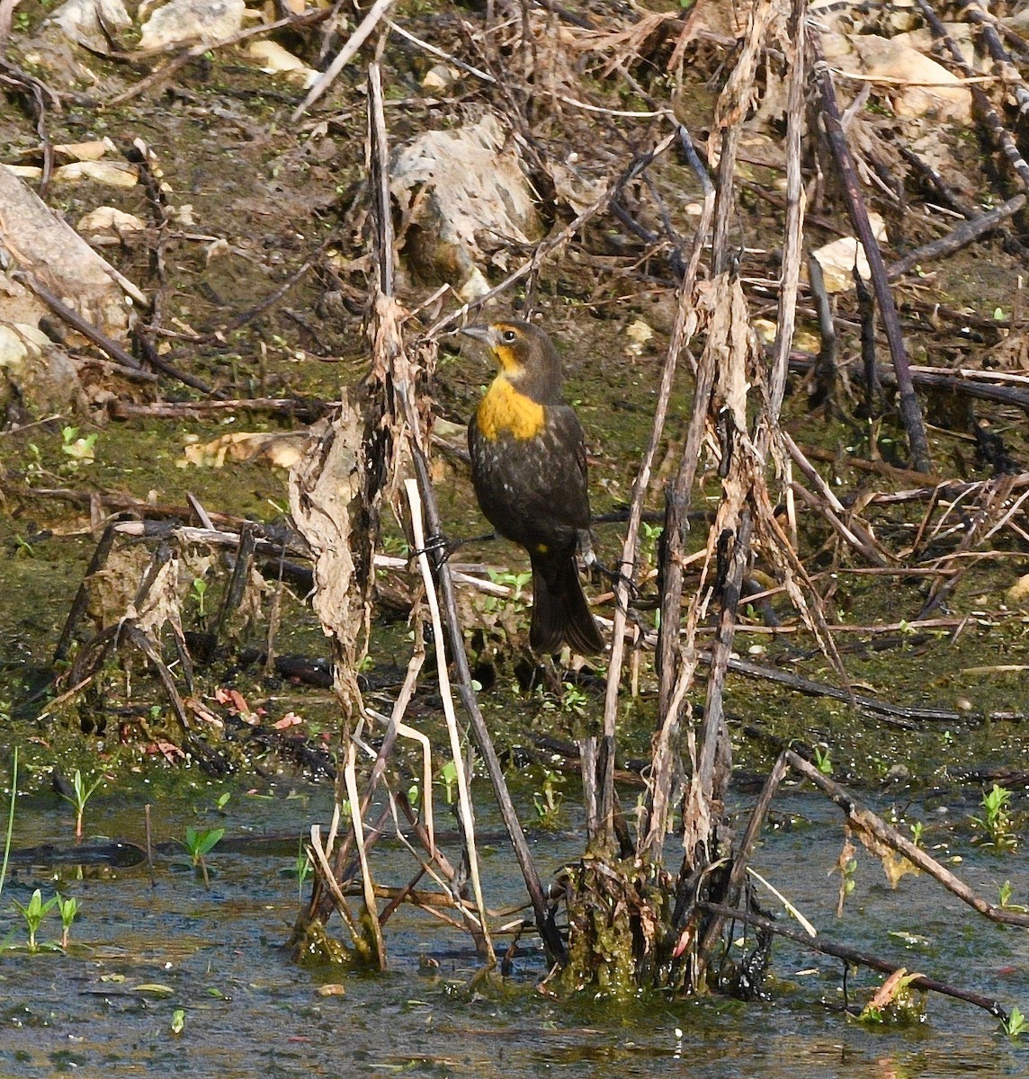 Yellow-headed Blackbird - ML256204801